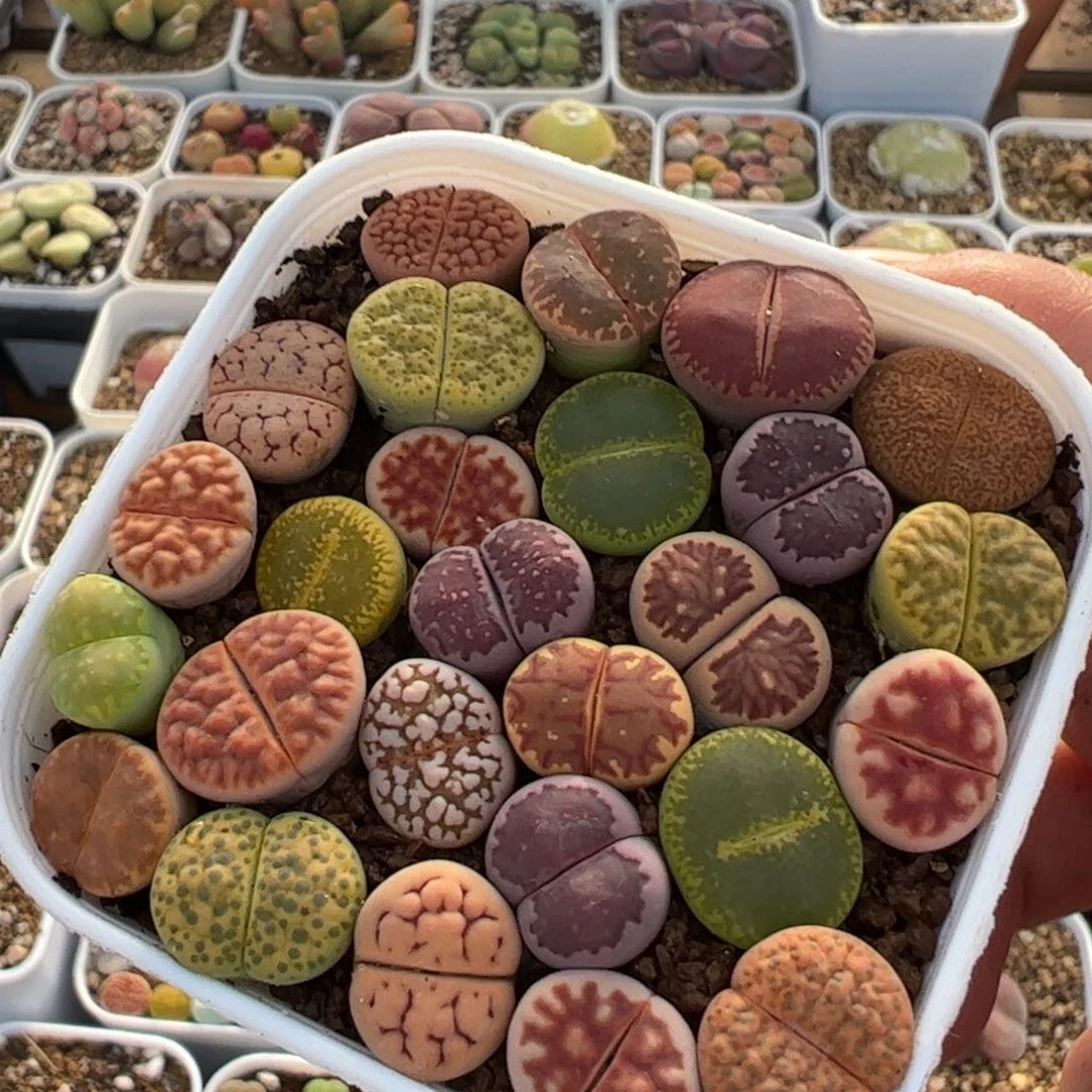 258多肉植物百科