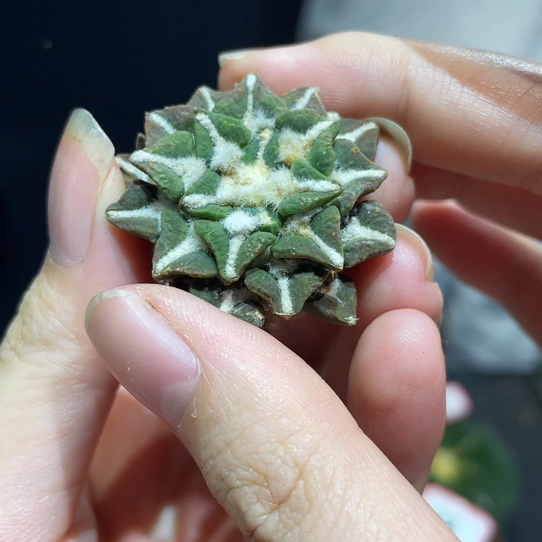 42号自根卡拉米黑牡丹