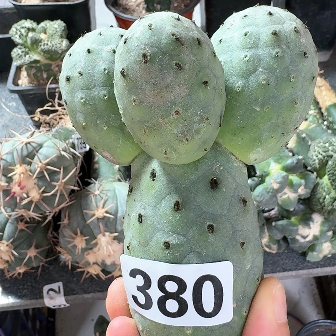 【闪购商品】无花朵梦**家洞洞习380