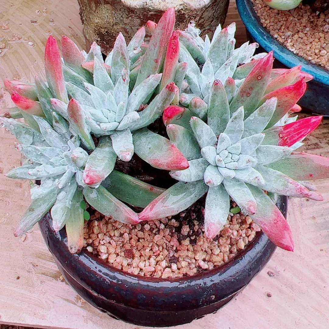 1998海瑟仙女杯多肉