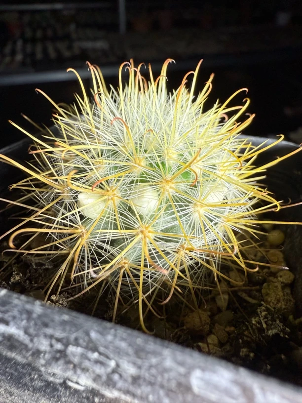 实生菊慈童金刺乳突仙人球