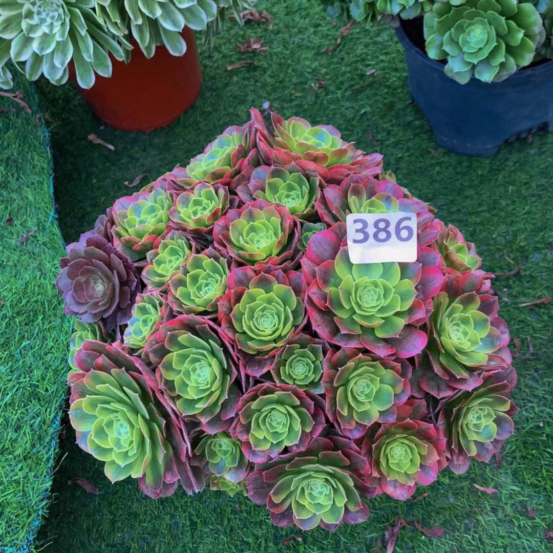 【闪购商品】我**静38600000000000