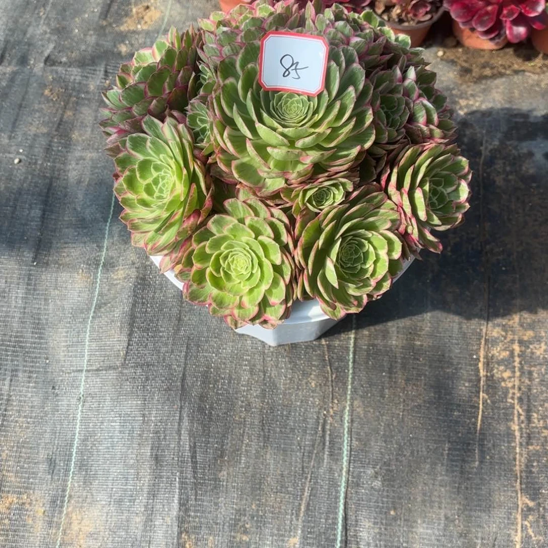 花好月又圆12345685万彩灯