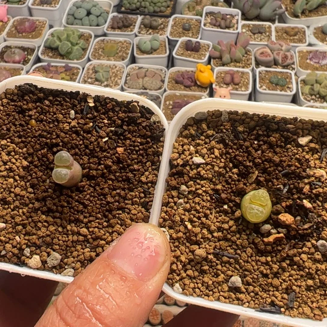 磁铁风铃多肉植物百科