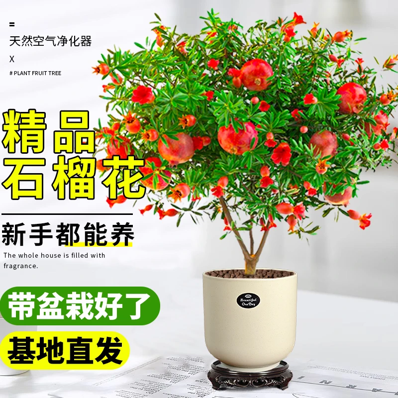 带花苞石榴花绿植花卉盆栽观赏室内盆景四季开花植物室外庭院阳台