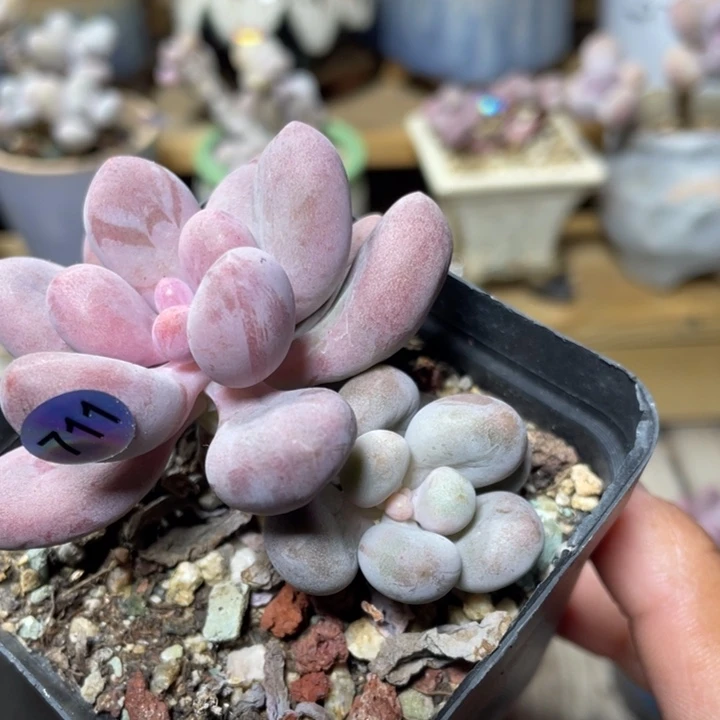 桃花奶酪变异体多肉植物