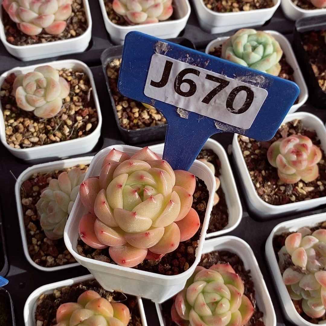 福利3-4cm多肉植物