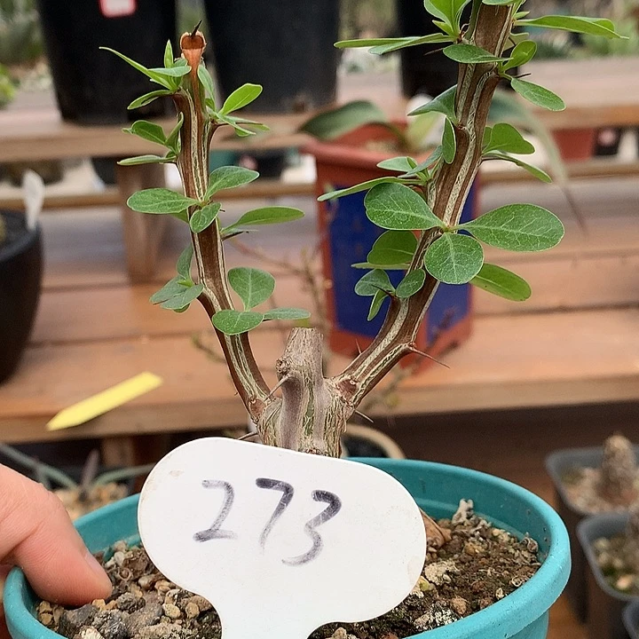 极*273簇生福贵哈哈哈哈哈哈哈哈哈