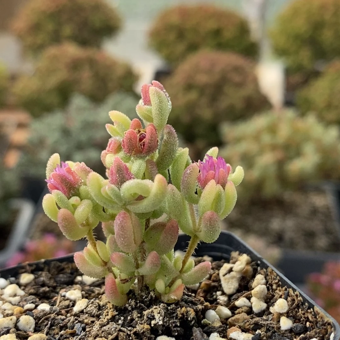 红宝石锦1789枝干番杏