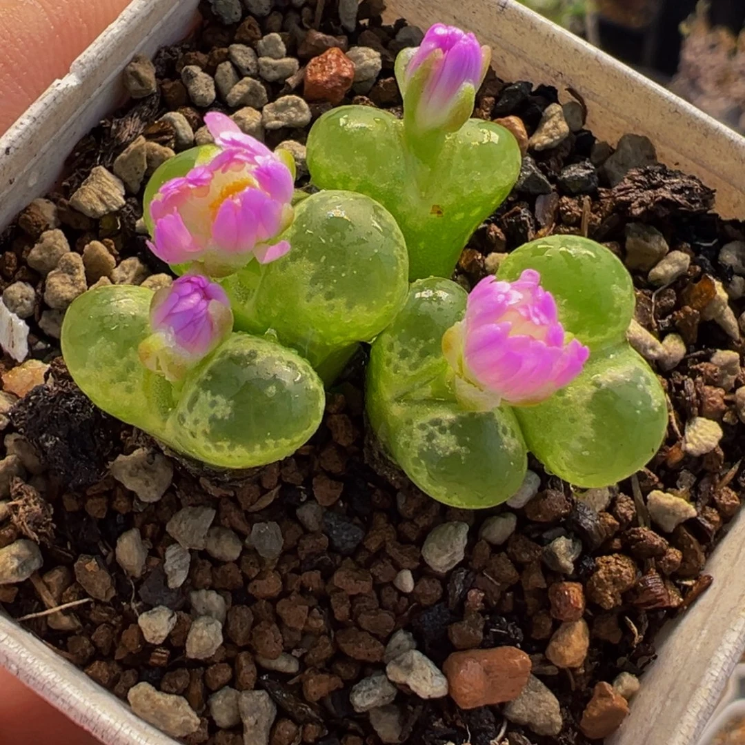 251多肉植物种类多样