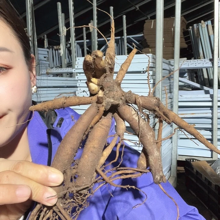 当前无花栽培后可以开花鲑鱼梦