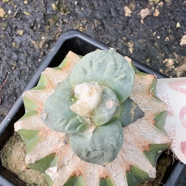 无花朵104白肌大尤怒涛东三