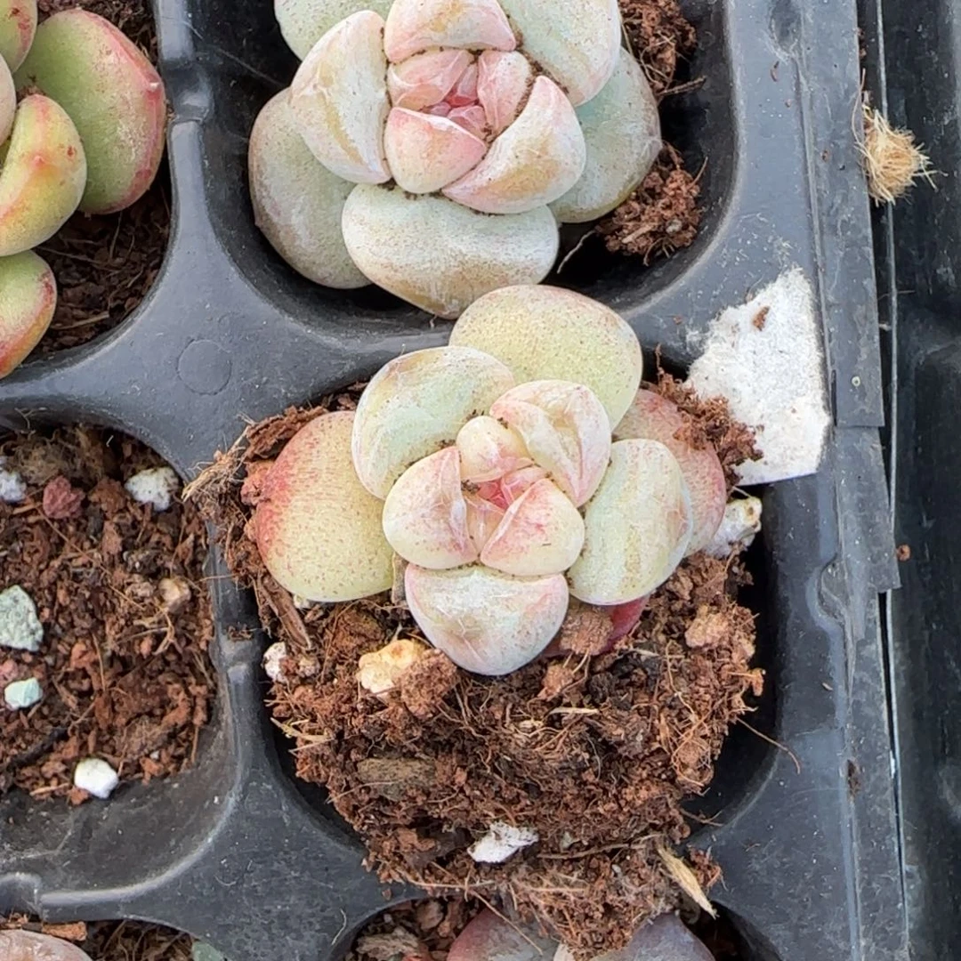 好***。小卡拉米糖心一物一拍