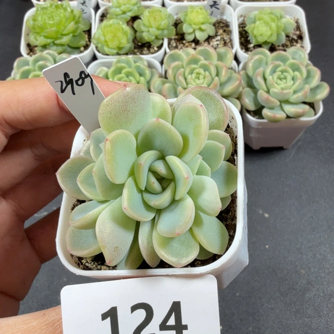 甜心2909帕帕拉恰三头124