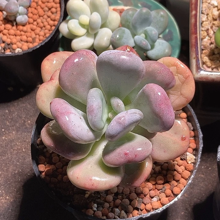油煎丸子锦多肉植物