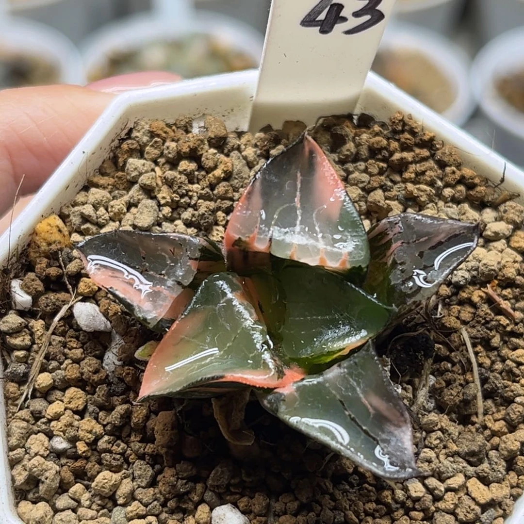 43龙禧克锦（根不好介意勿拍）福利专场