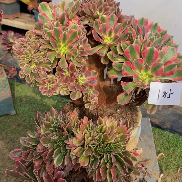 完全开放185号粉女巫➕女神缀化多肉1颗