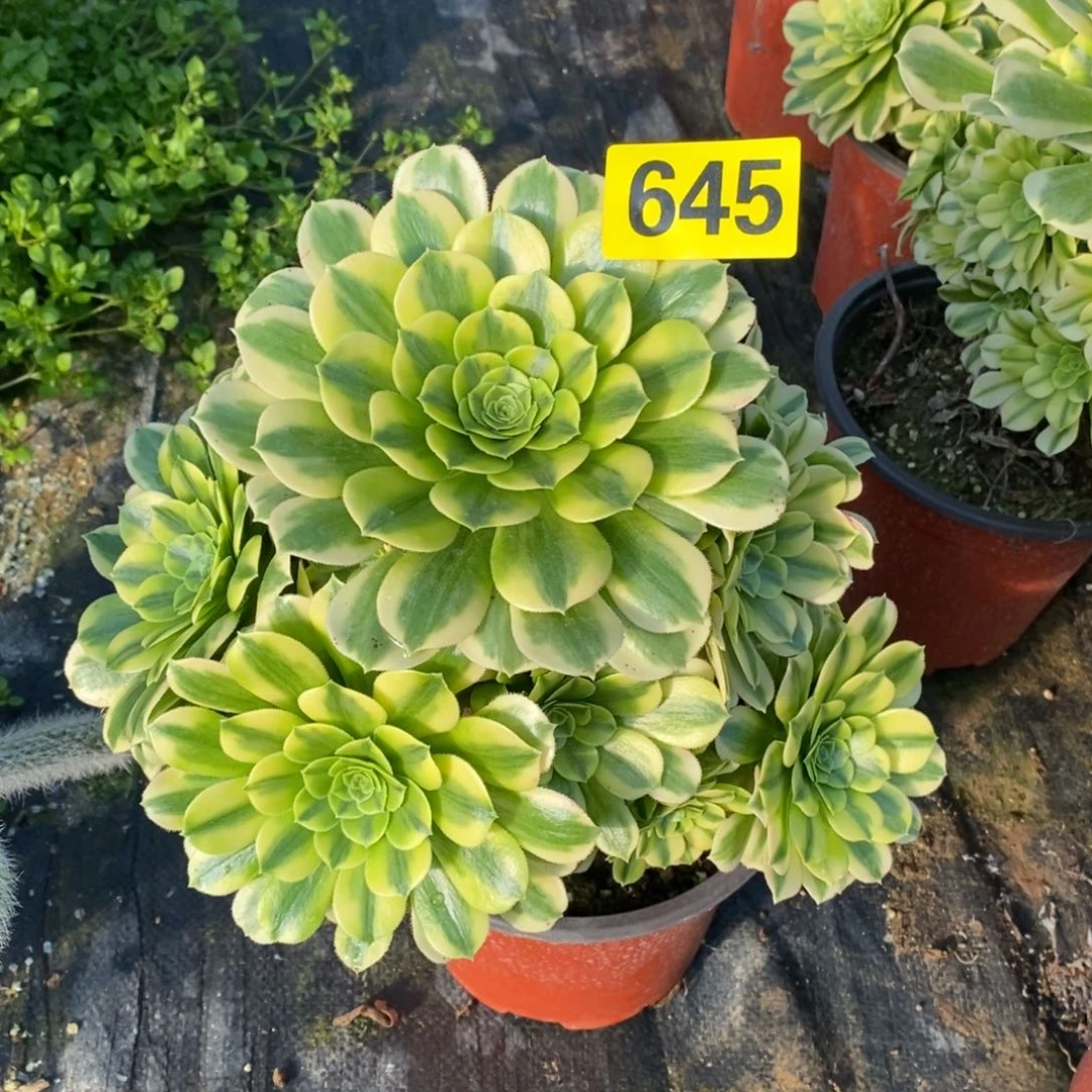 原***尧金丝翡翠多肉法师645