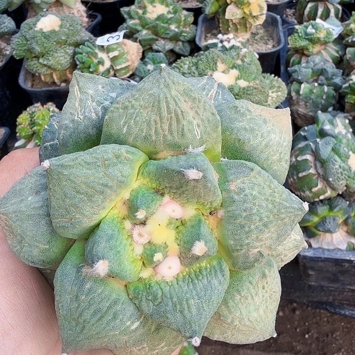 无花朵438白肌哥怒牡丹有种子11