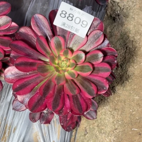 美杜莎多肉多肉8809