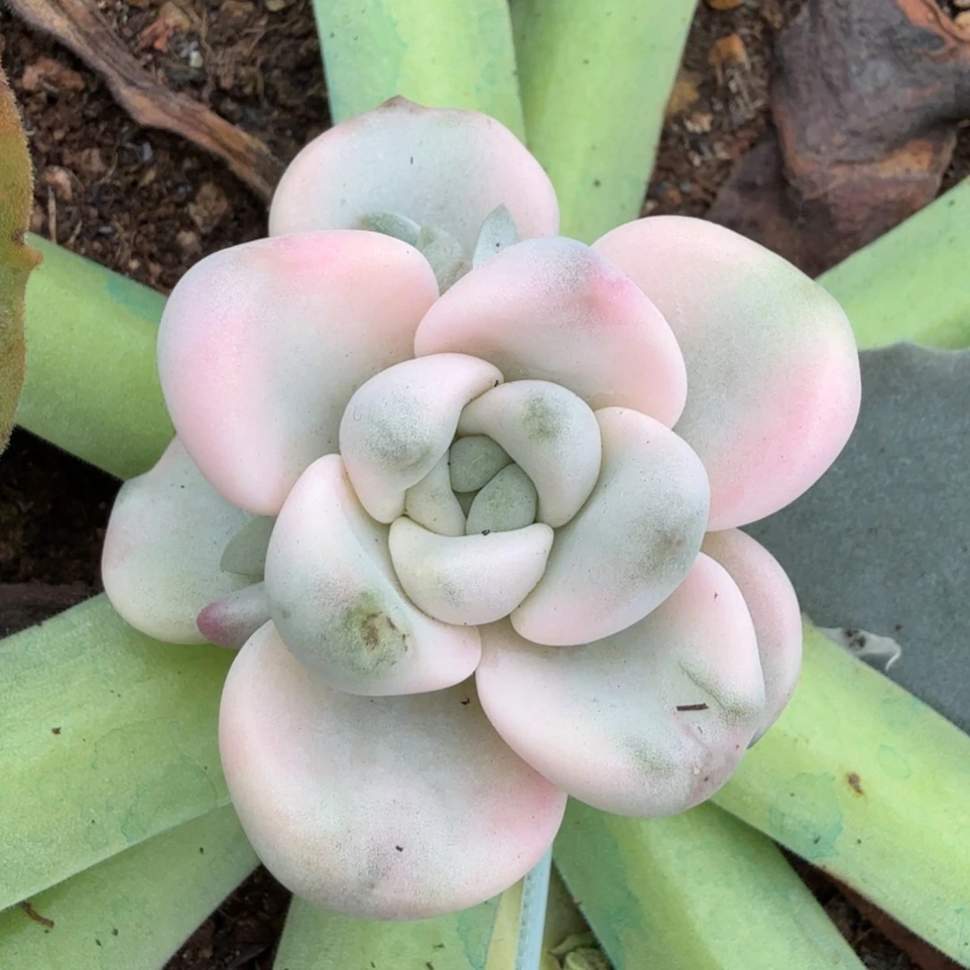 花斑路锦带侧芽一颗的
