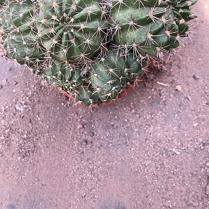 多头泰国丽花3467788