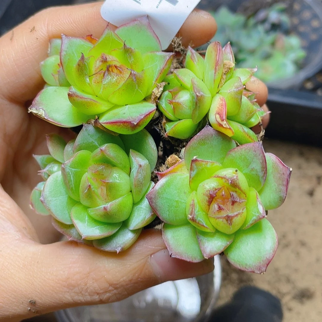 多肉植物多肉植物189