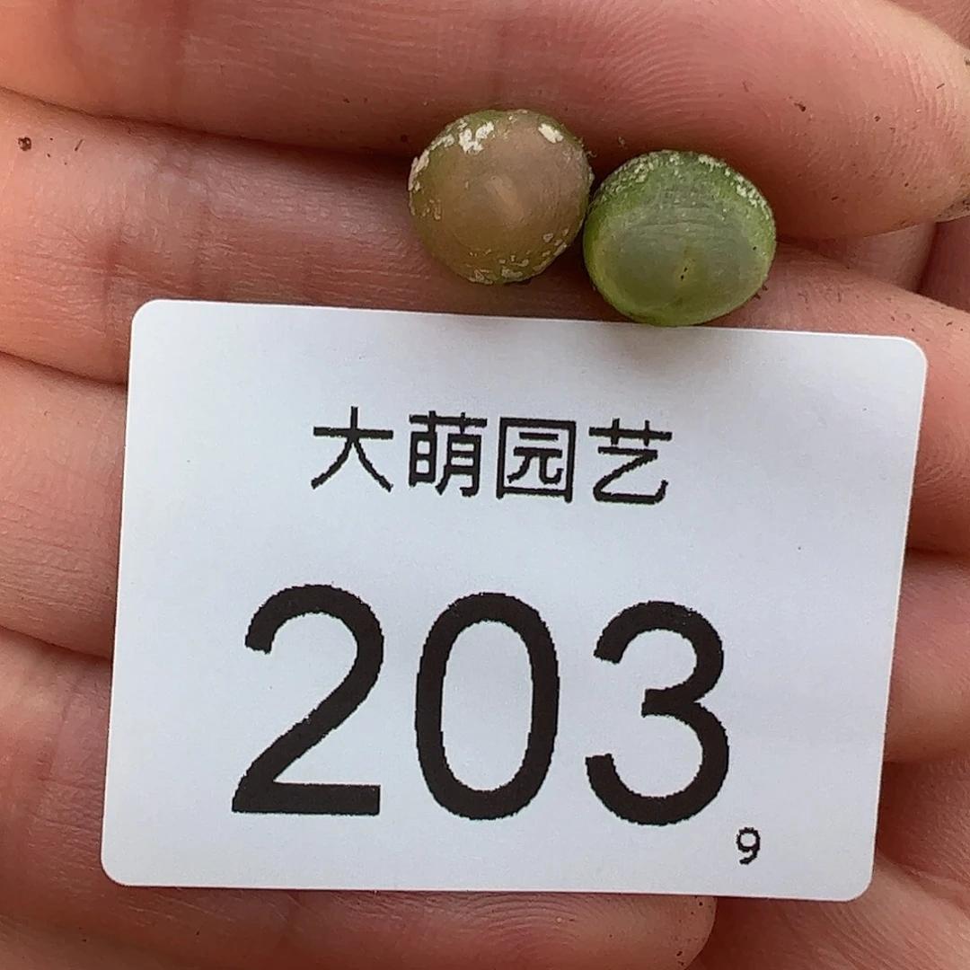 0000203量拍日系红皮拉登2颗尺寸0.7上下