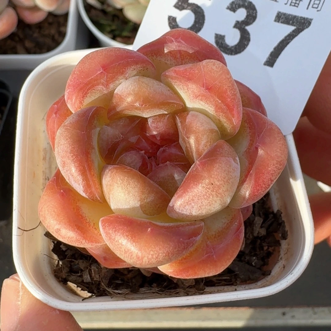 甜茶珍妮            多肉植物