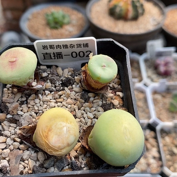 AP种源大型P嘴一颗