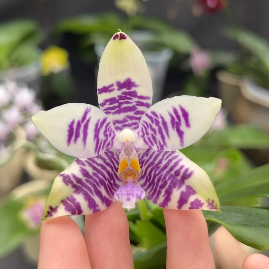 完全开放2.5寸3667开花株