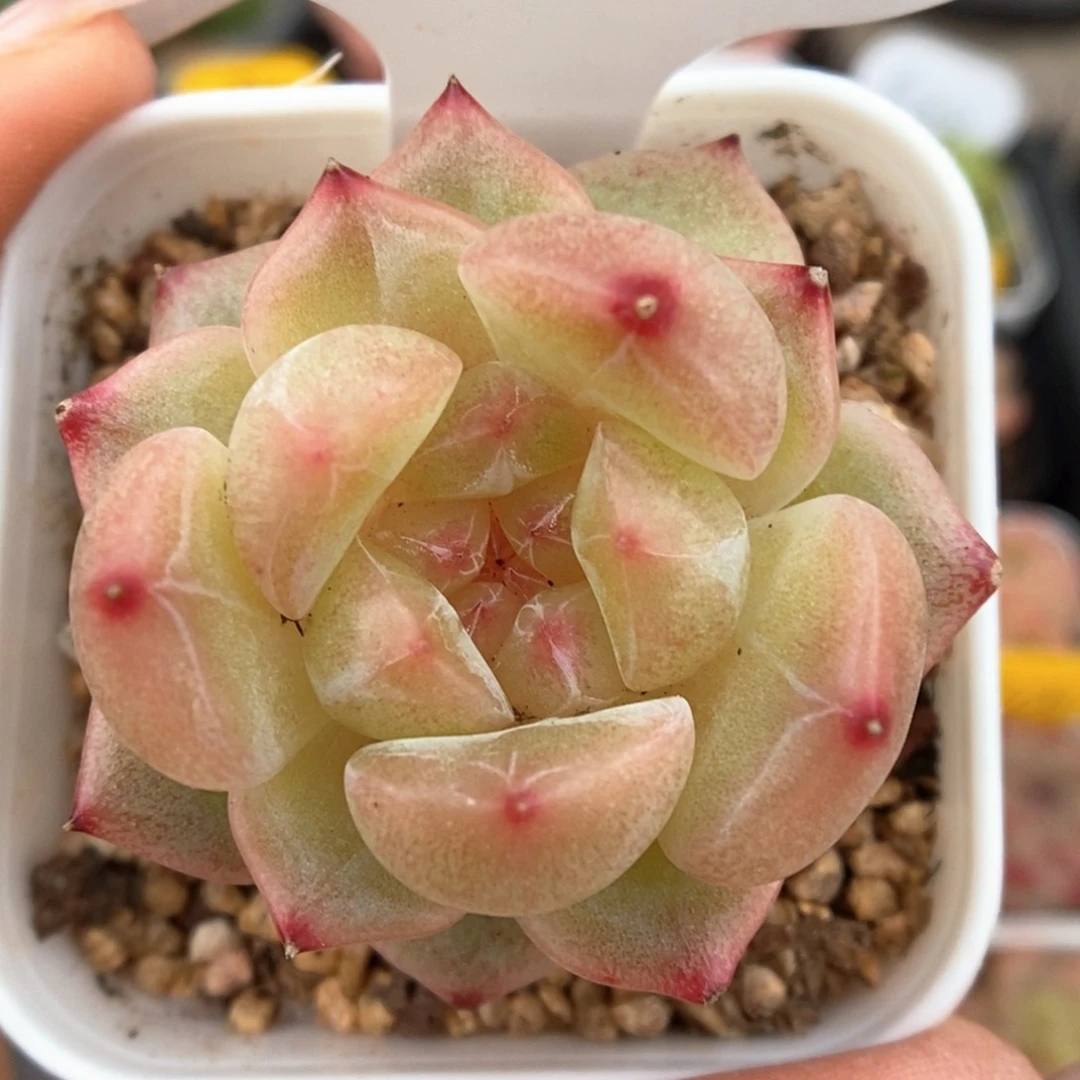 糖心粉油透珍妮70号