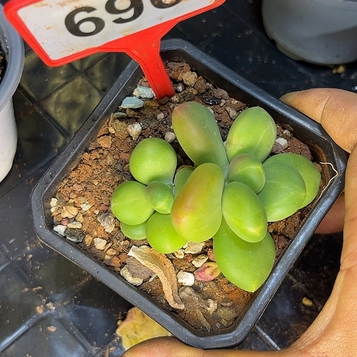 多肉植物芒果奶696