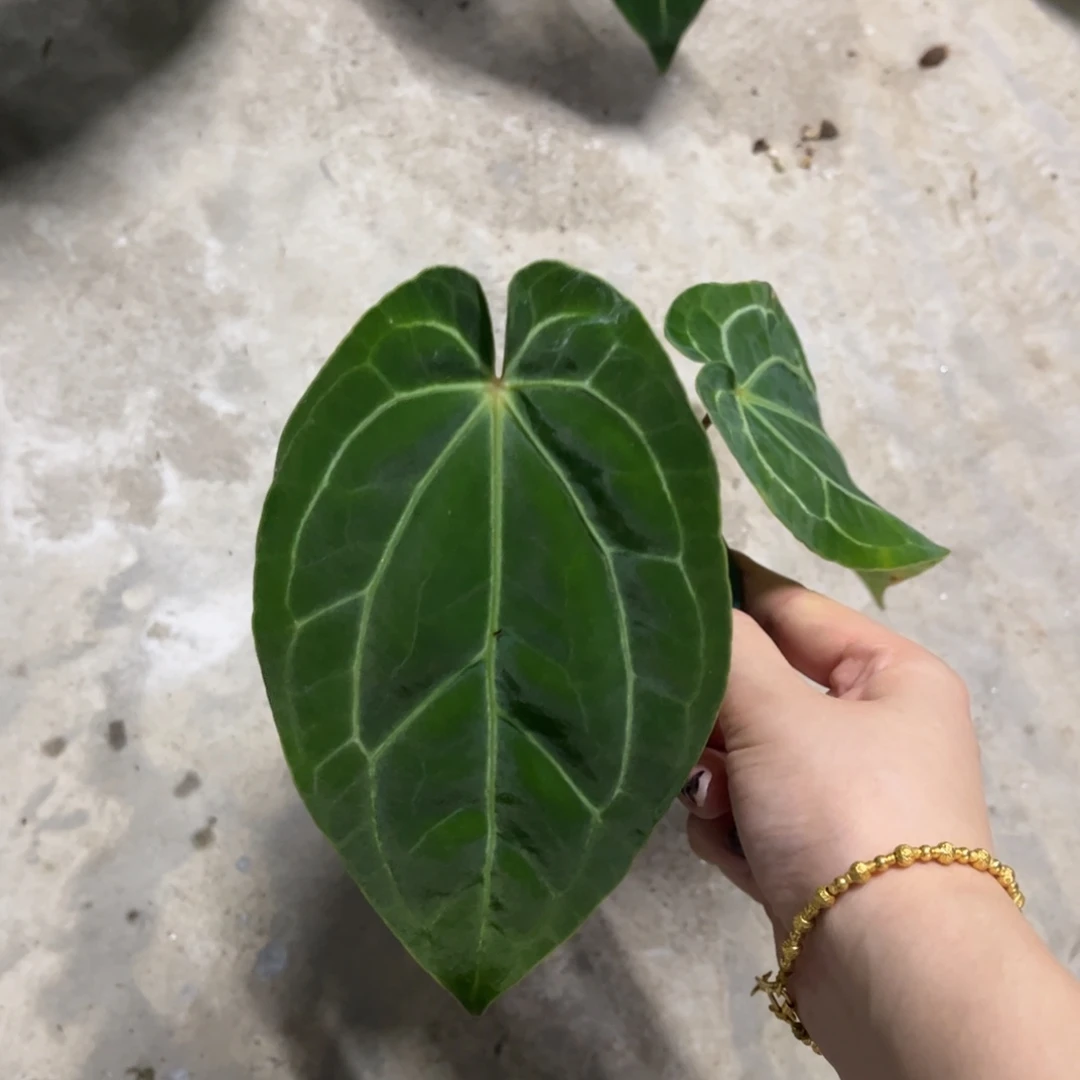 无花朵黑桃xhsj(福利无售后