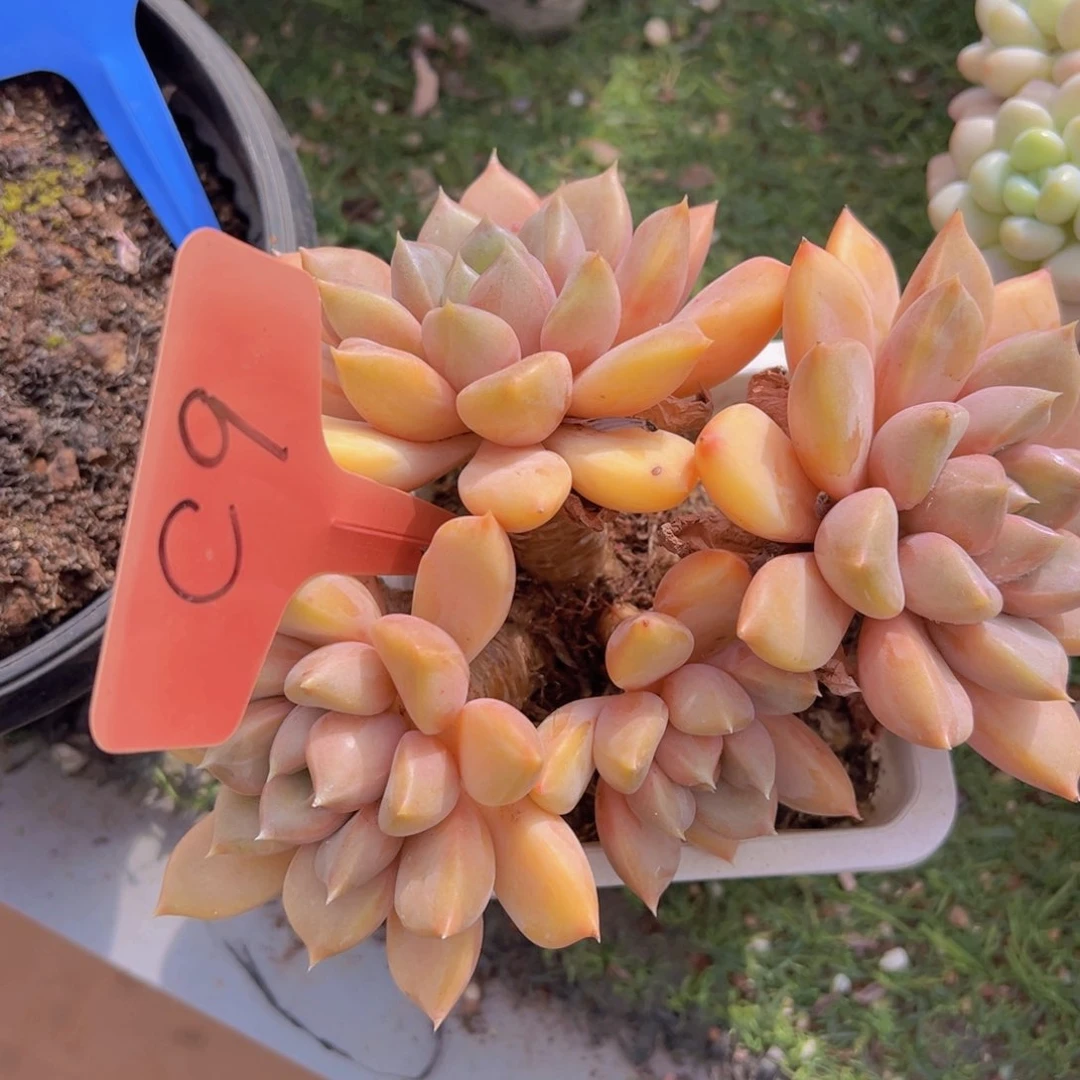 香玉的故事是一个人的故事吗我