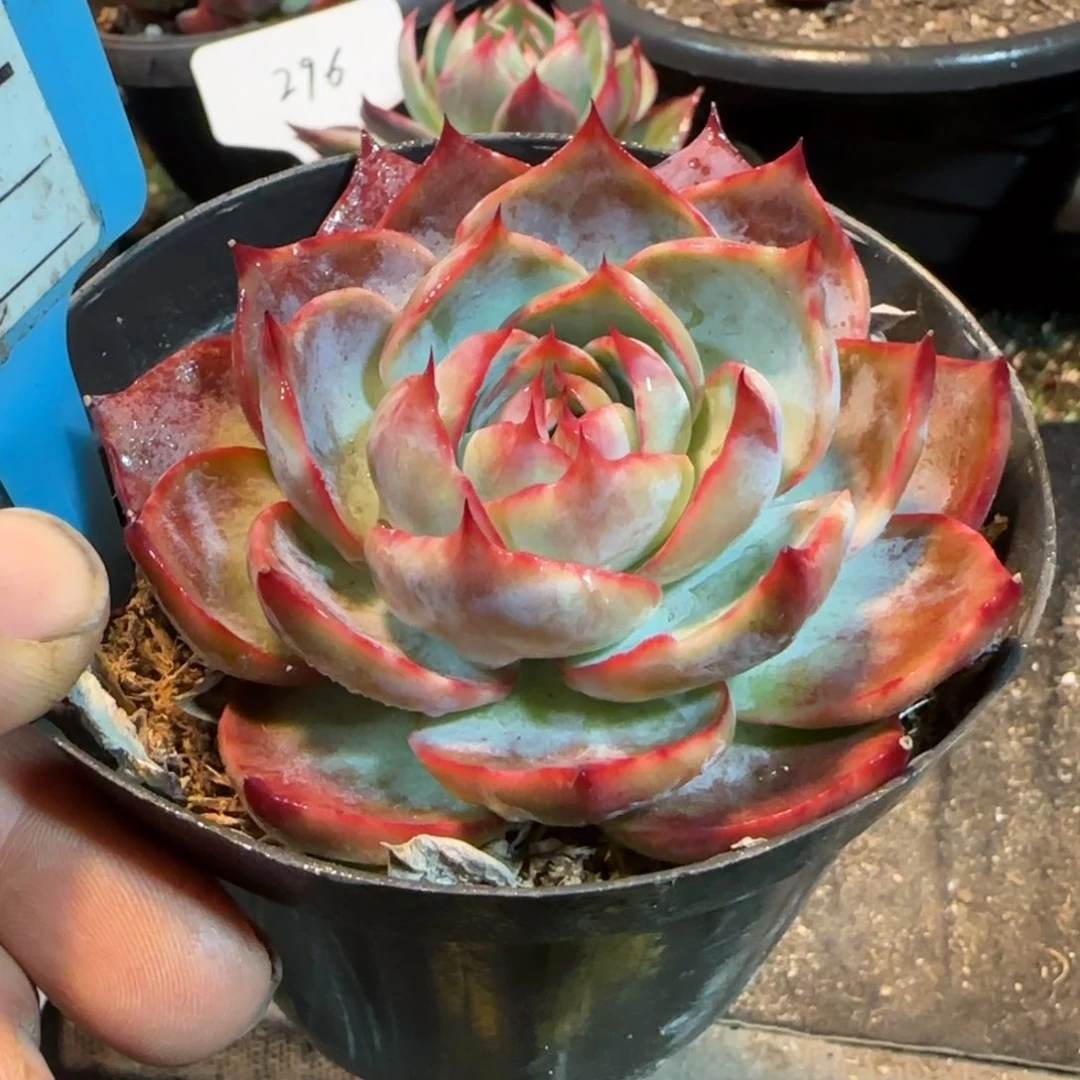 惊鸿一物一拍包装收缩花旱911