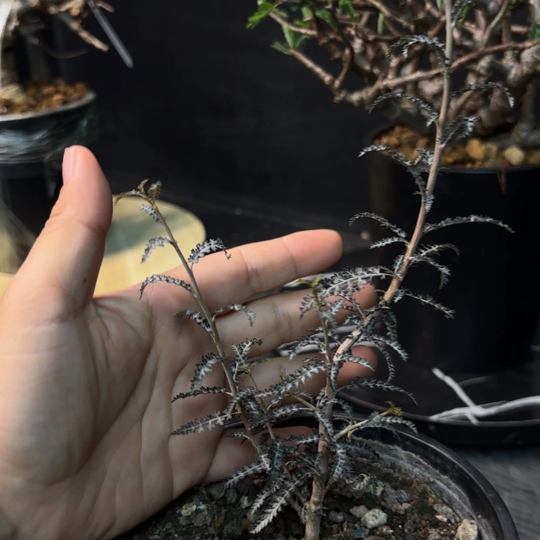 银叶索科特拉带盆发货