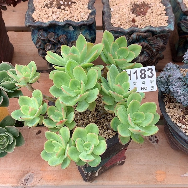 唐***啦水墨仙子老桩 非偏远38包邮节后发货