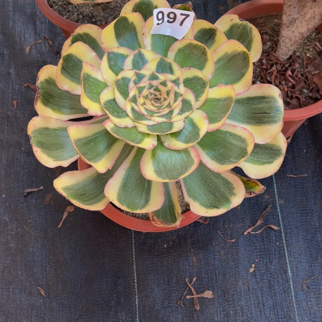闲***居多肉植物王妃君美丽997