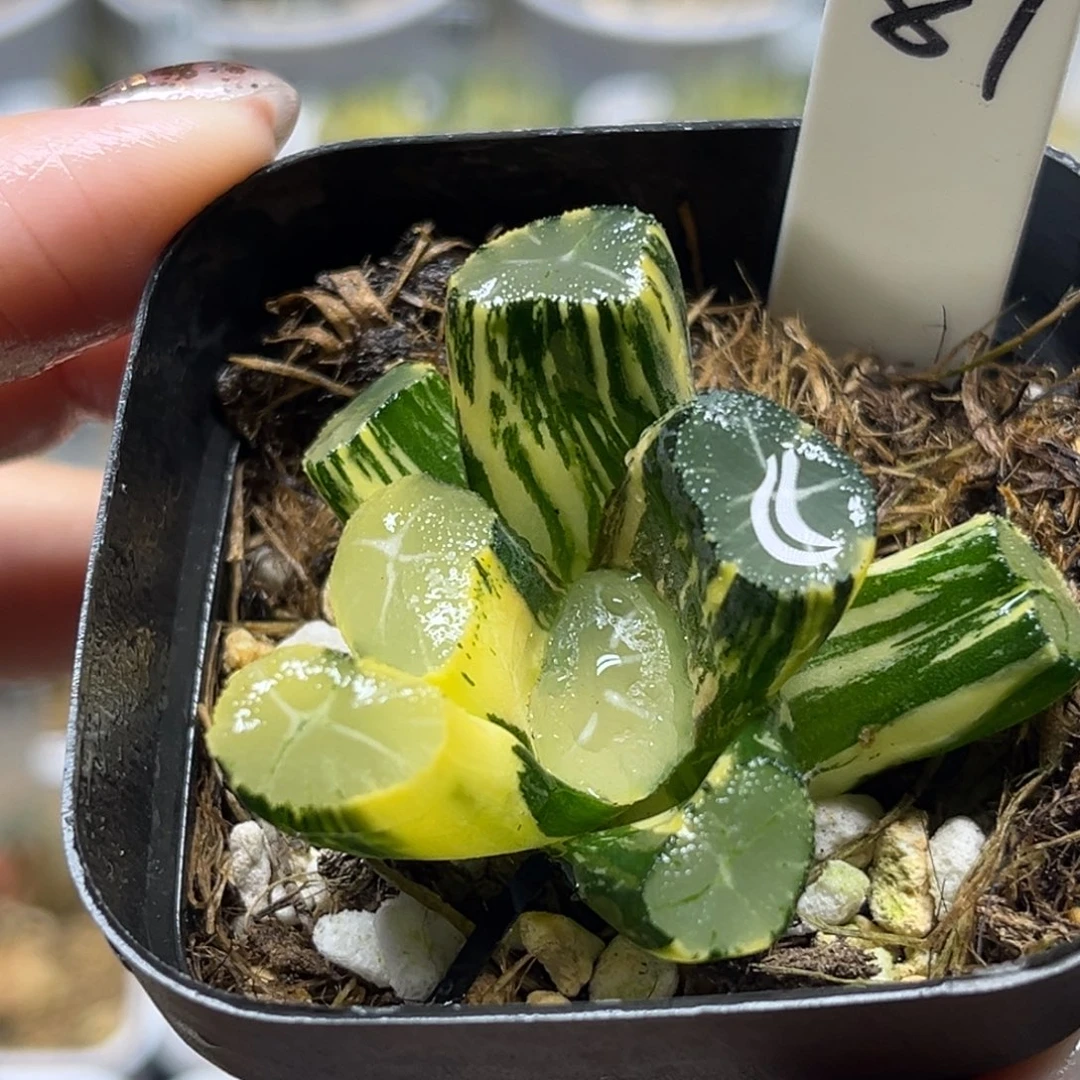 87玉龙万象锦福利专场