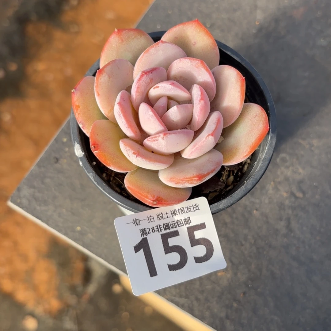 泡芙奶茶单头无盆土发货