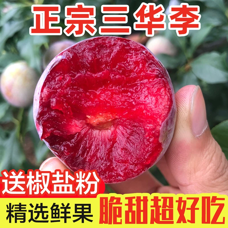 【新鲜采摘新鲜发】茂名信宜钱排三华李红心李酸甜脆口新鲜采摘