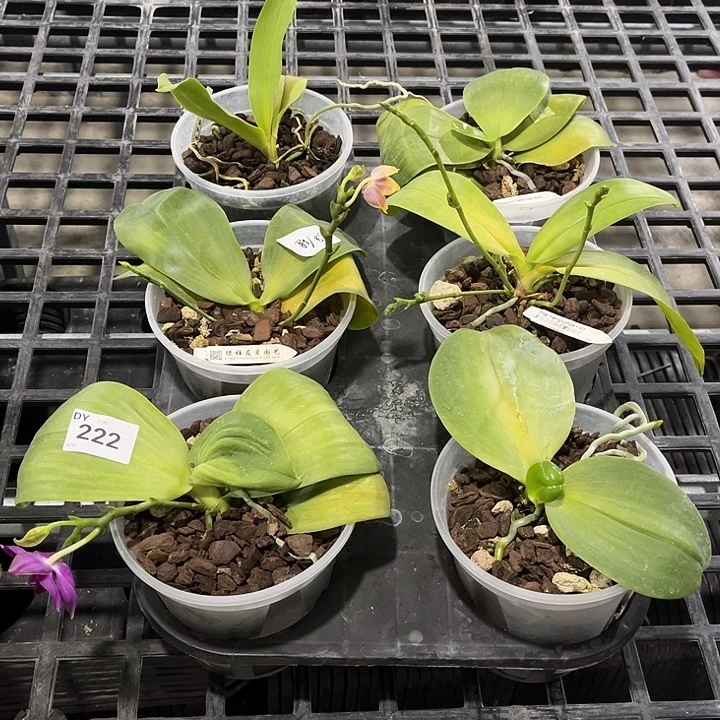 全部花苞222 叶黄烂根裸根发货任何理由都不售后