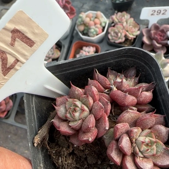 21猫眼多肉植物多