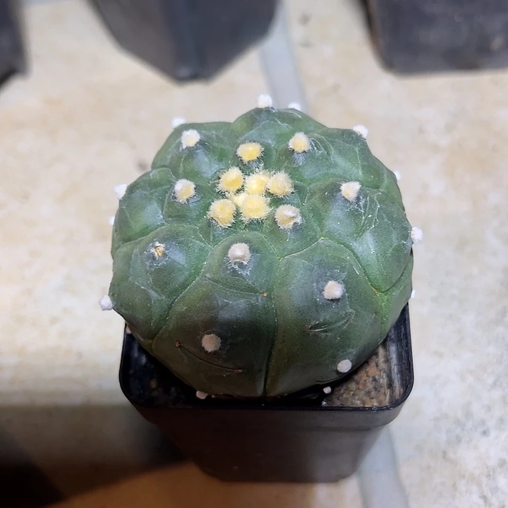 无花朵实生龟甲兜一物一拍