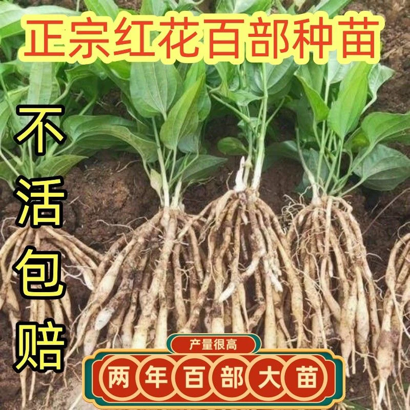 百部苗对叶大百部苗高产品种百部苗