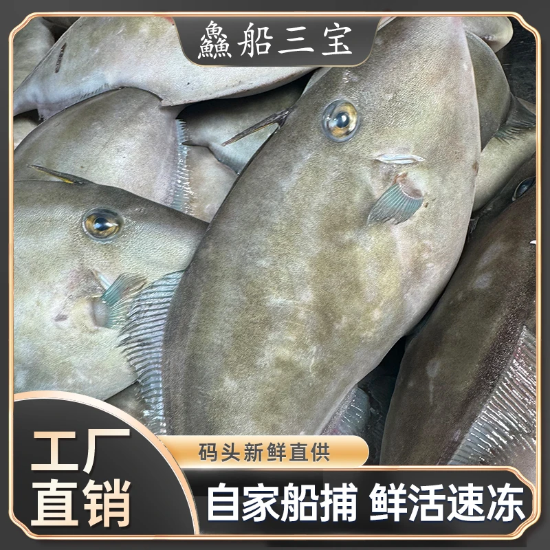 【渔三宝】烟台发货渤海扒皮狼6斤 速冻发货顺丰