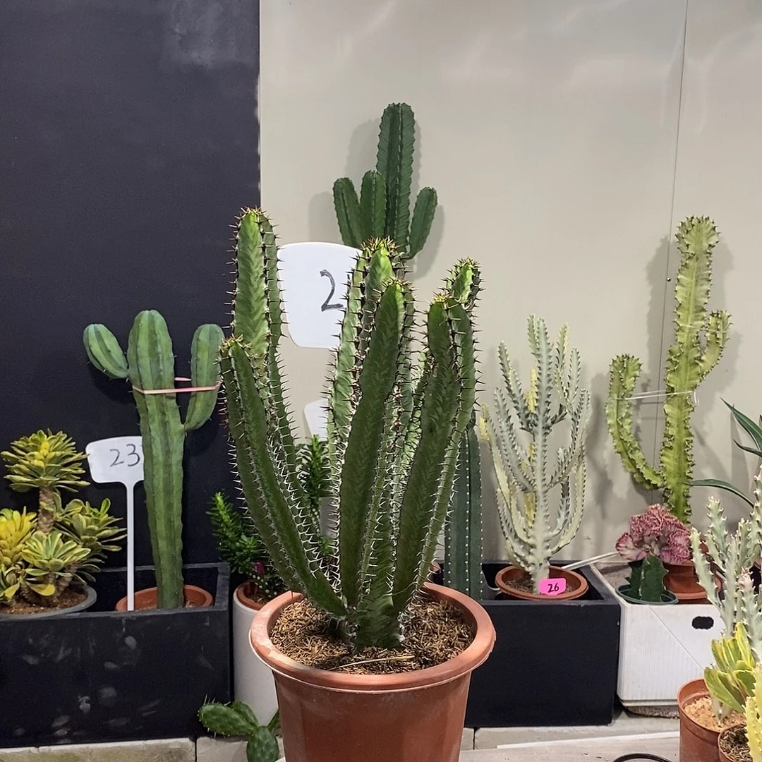无花朵斑马柱一物一拍