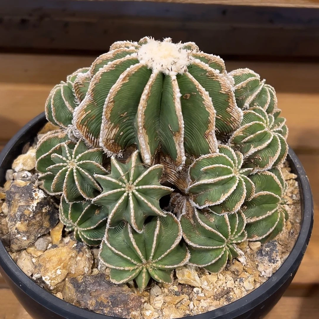 潮流植物 辛顿花笼