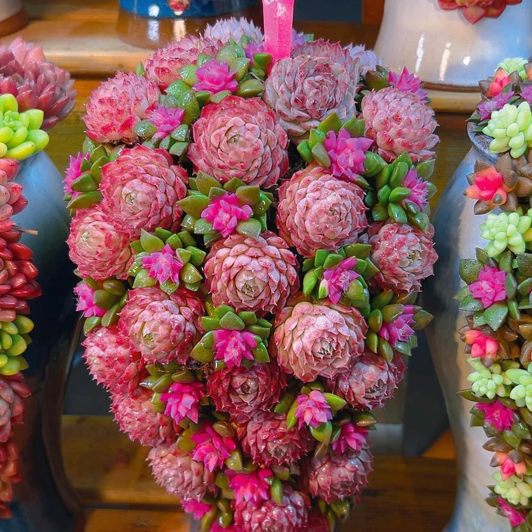 033多肉花园组合